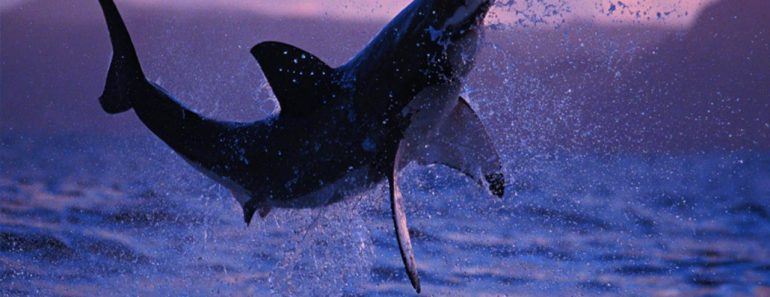 This Flock Of Sheep Is Very Real, Even Though It Looks Like A Hallucination.